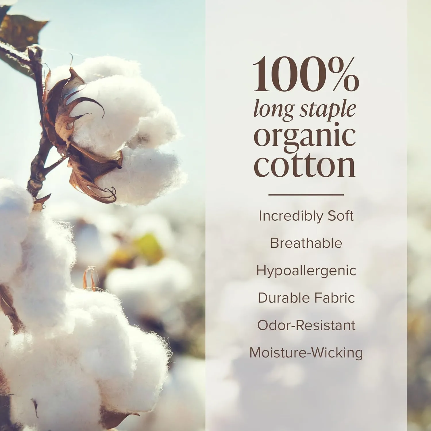 Bare Home 100% Organic Cotton Twin XL Sheet Set - Crisp Percale Weave - 260 Thread Count - Lightweight & Breathable - Bedding Sheets & Pillowcases (Twin XL, White)