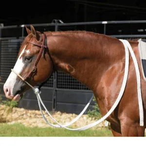 Professional Choice Ranch Heavy Oiled 5/8" Loping Hackamore with Mule Tape Reins